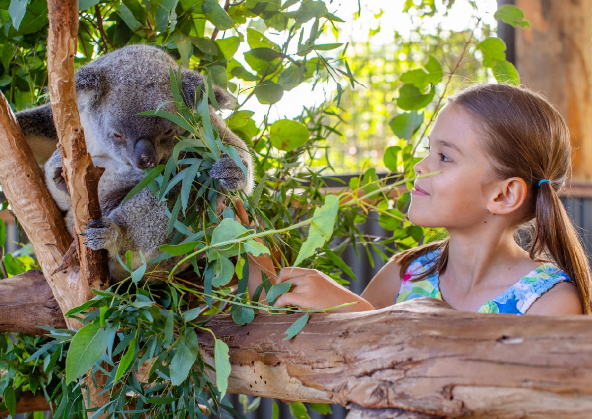 Koala_Encounter_Image2
