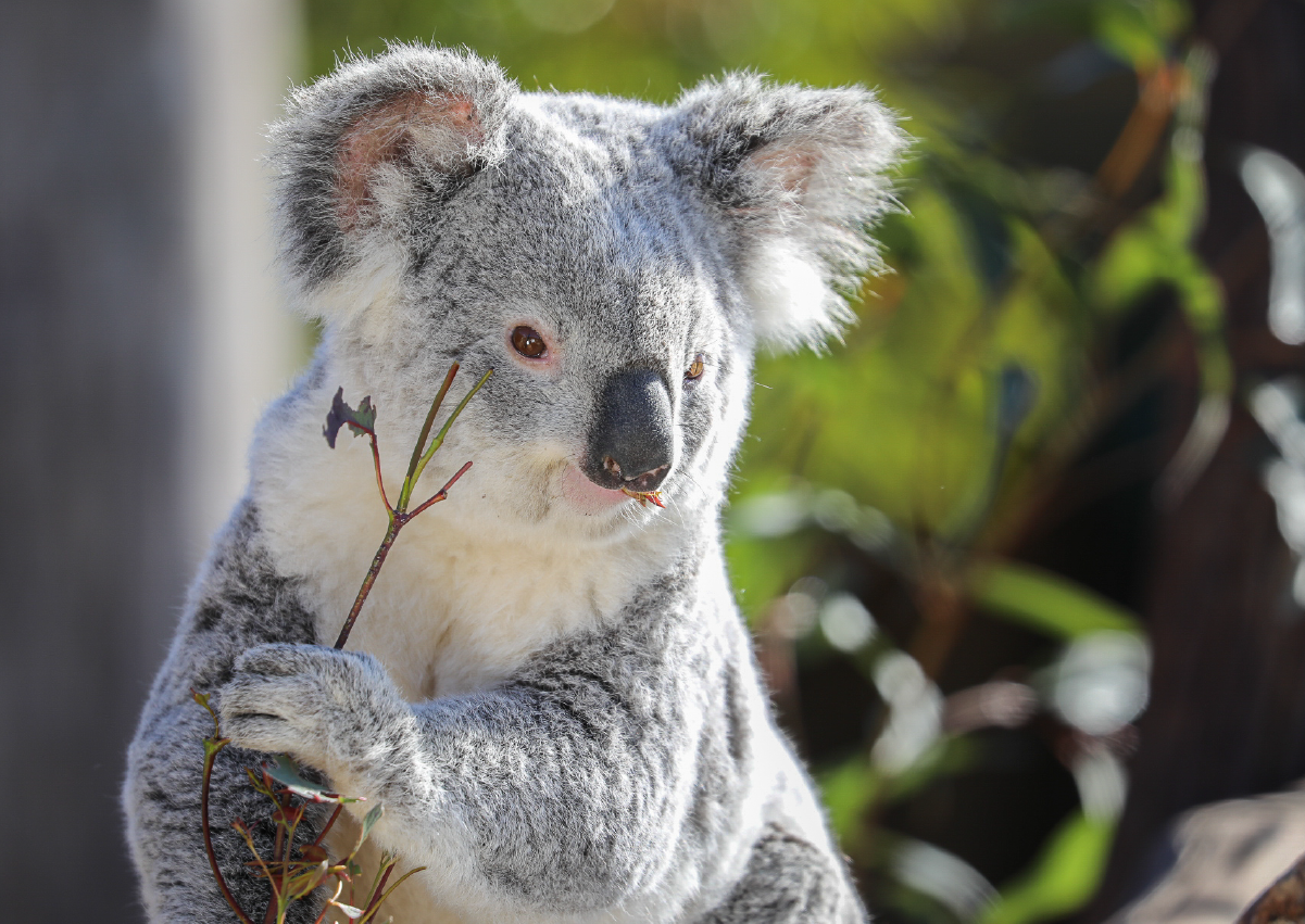Koala_Encounter_Image3