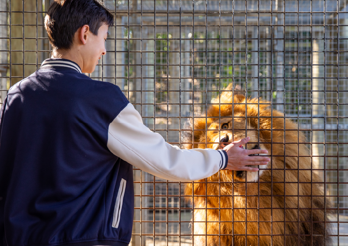 Lion_Encounter_Image1
