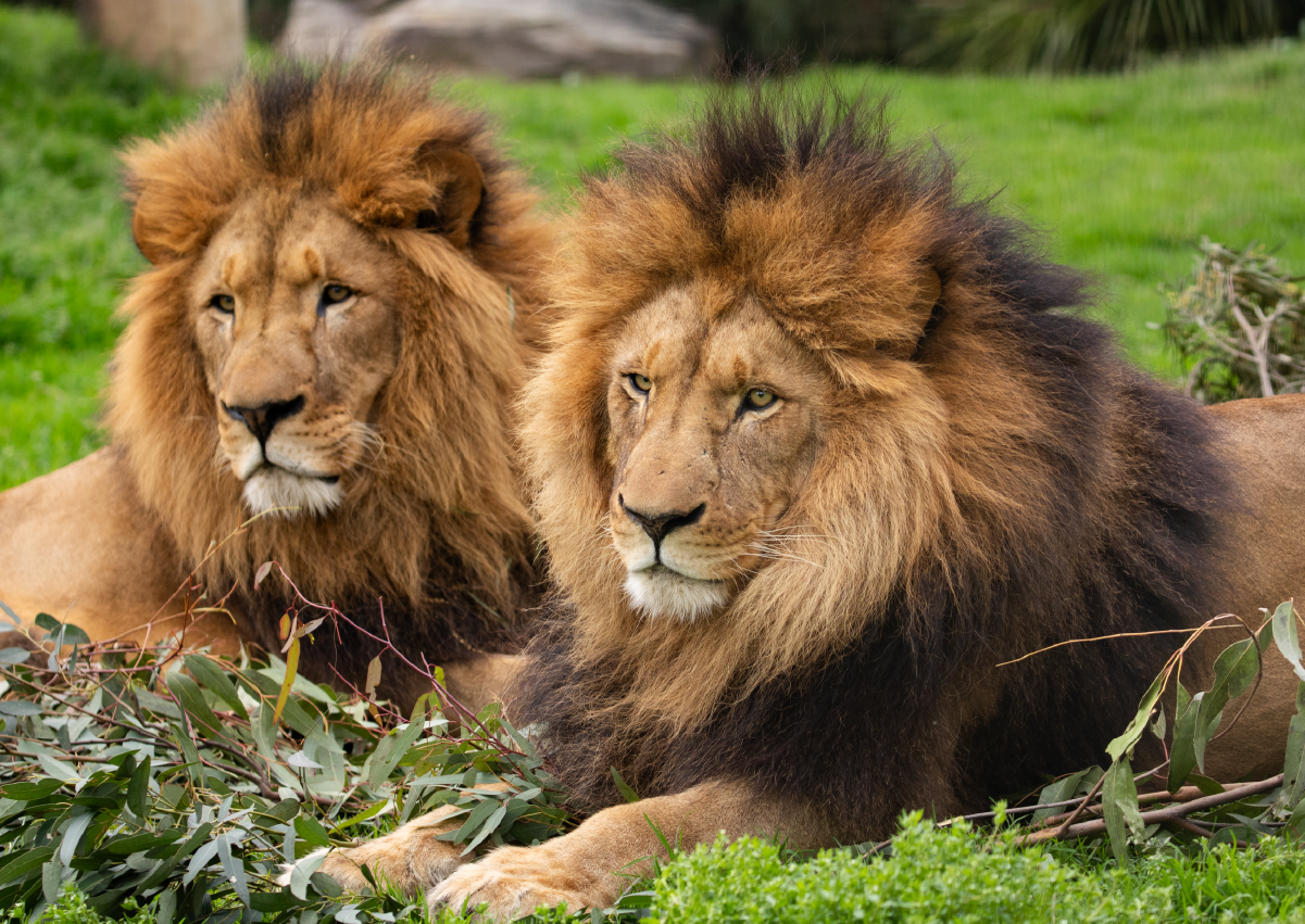Lion_Encounter_Image3