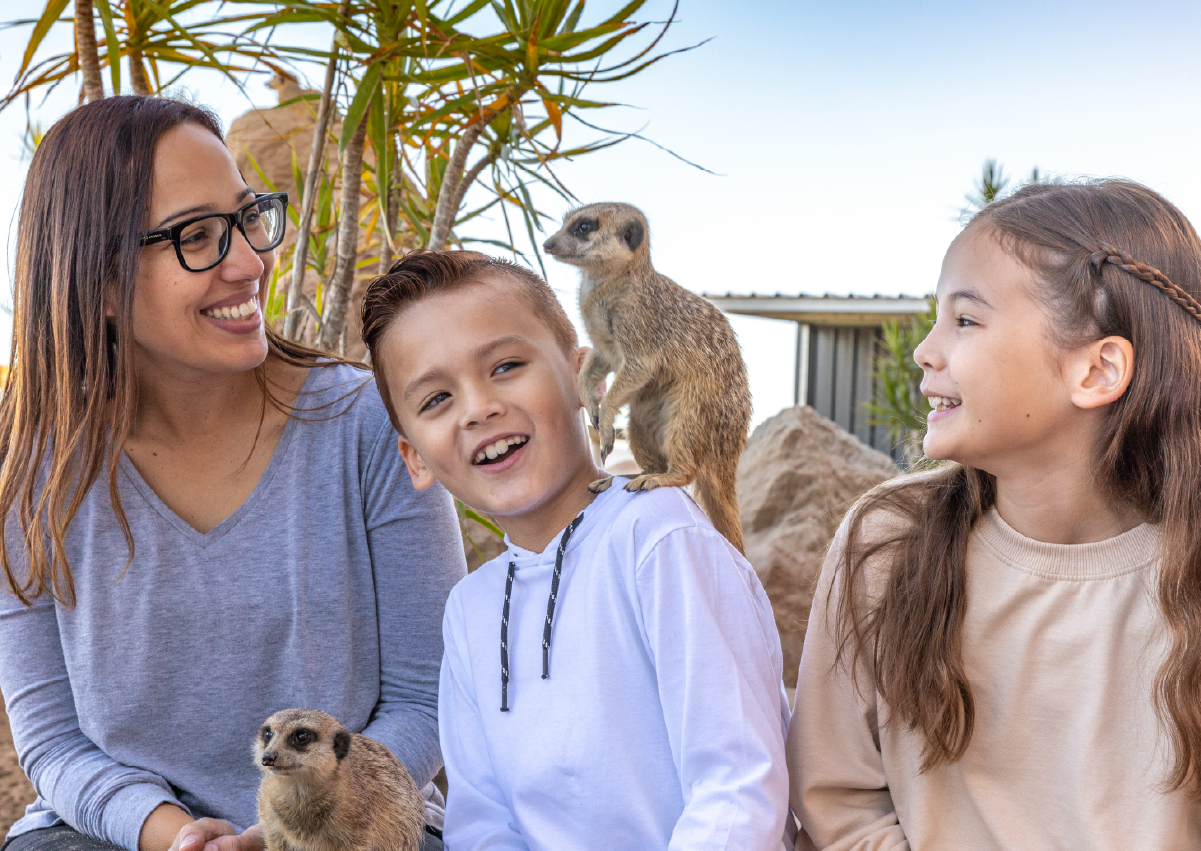 Meerkat_Encounter_Image1