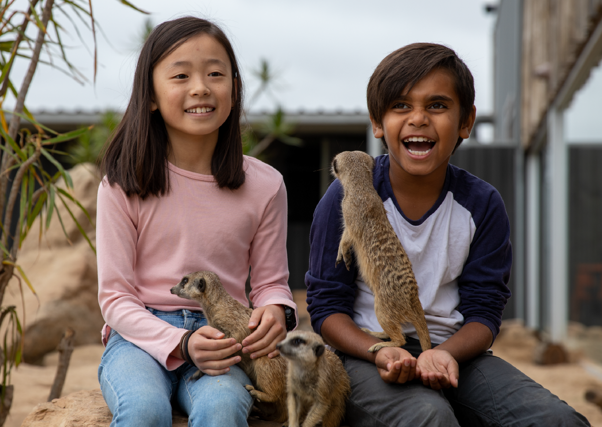 Meerkat_Encounter_Image2