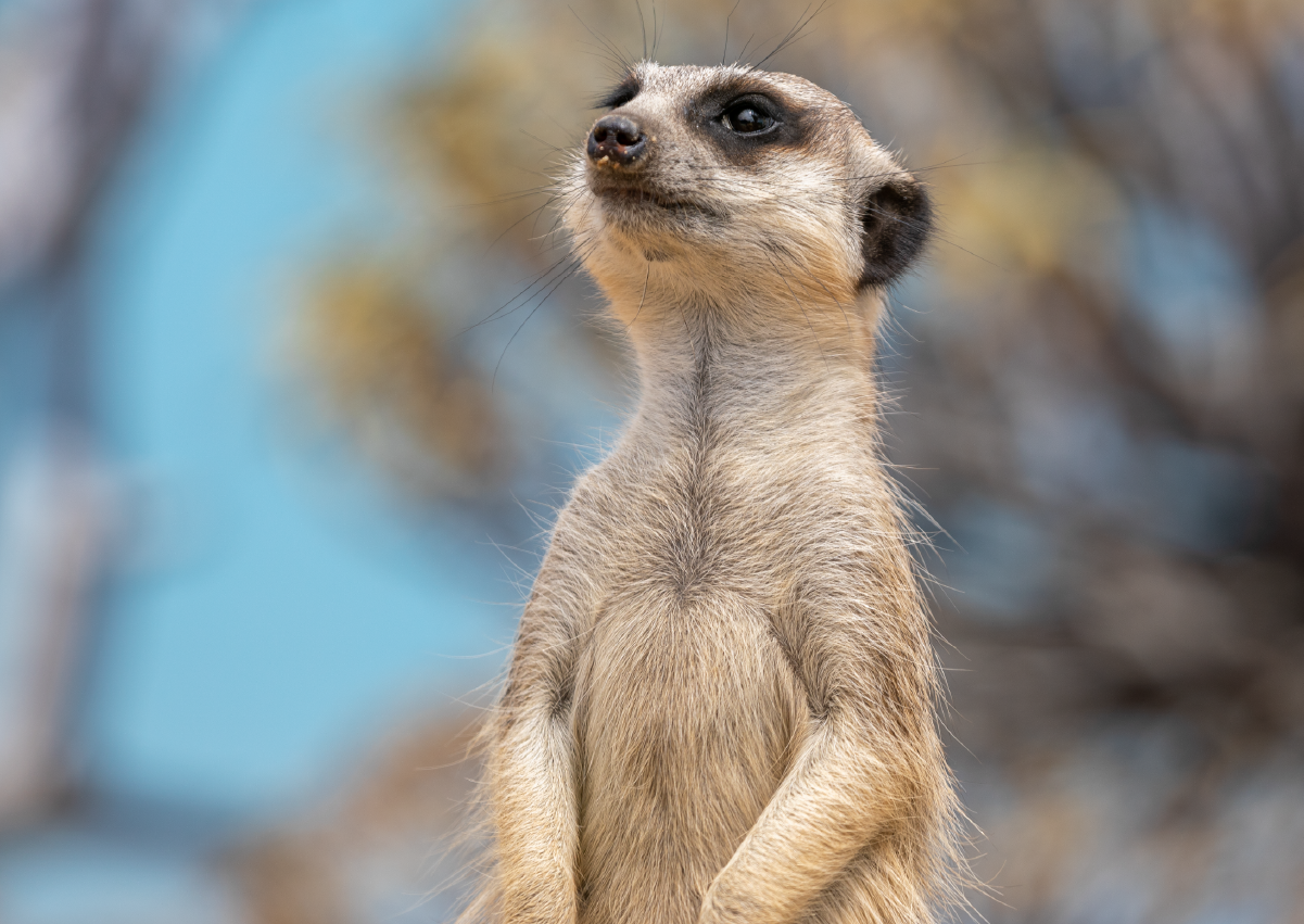 Meerkat_Encounter_Image3