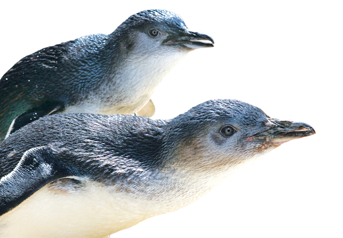 Penguin-Homepage-Tile