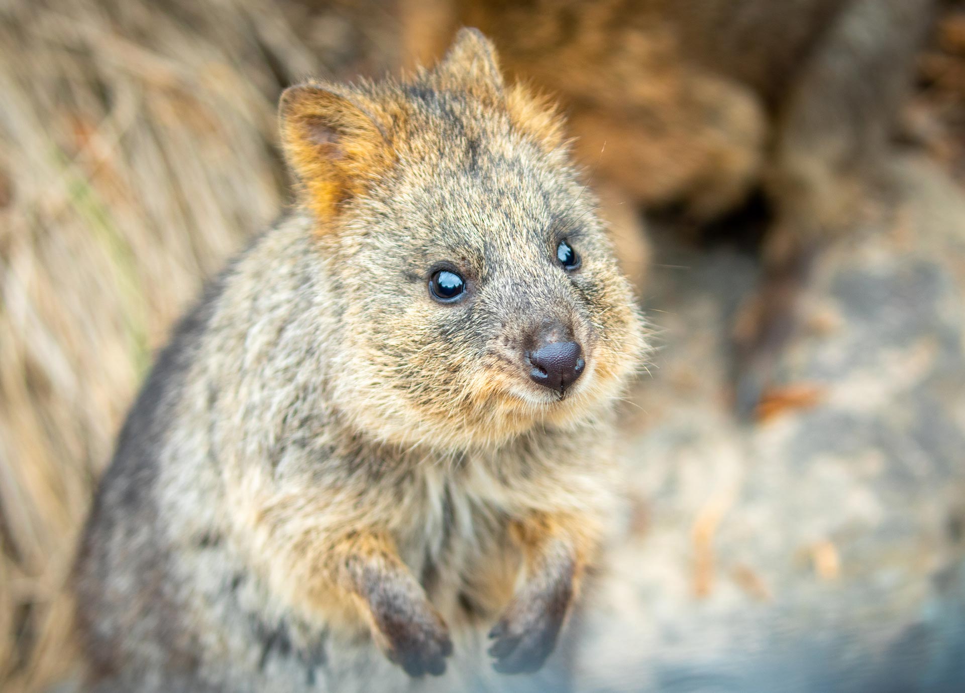 QuokkaBlogCom-Header-Mobile
