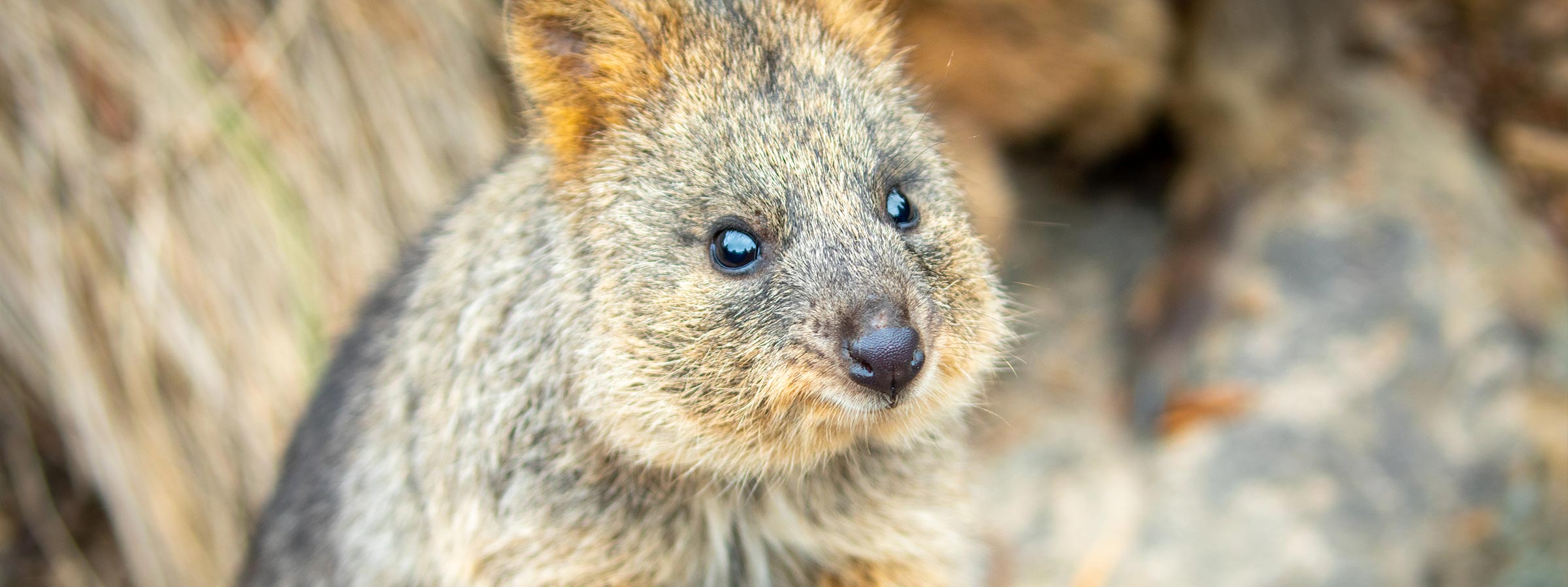 QuokkaBlogComp-Header-Desktop