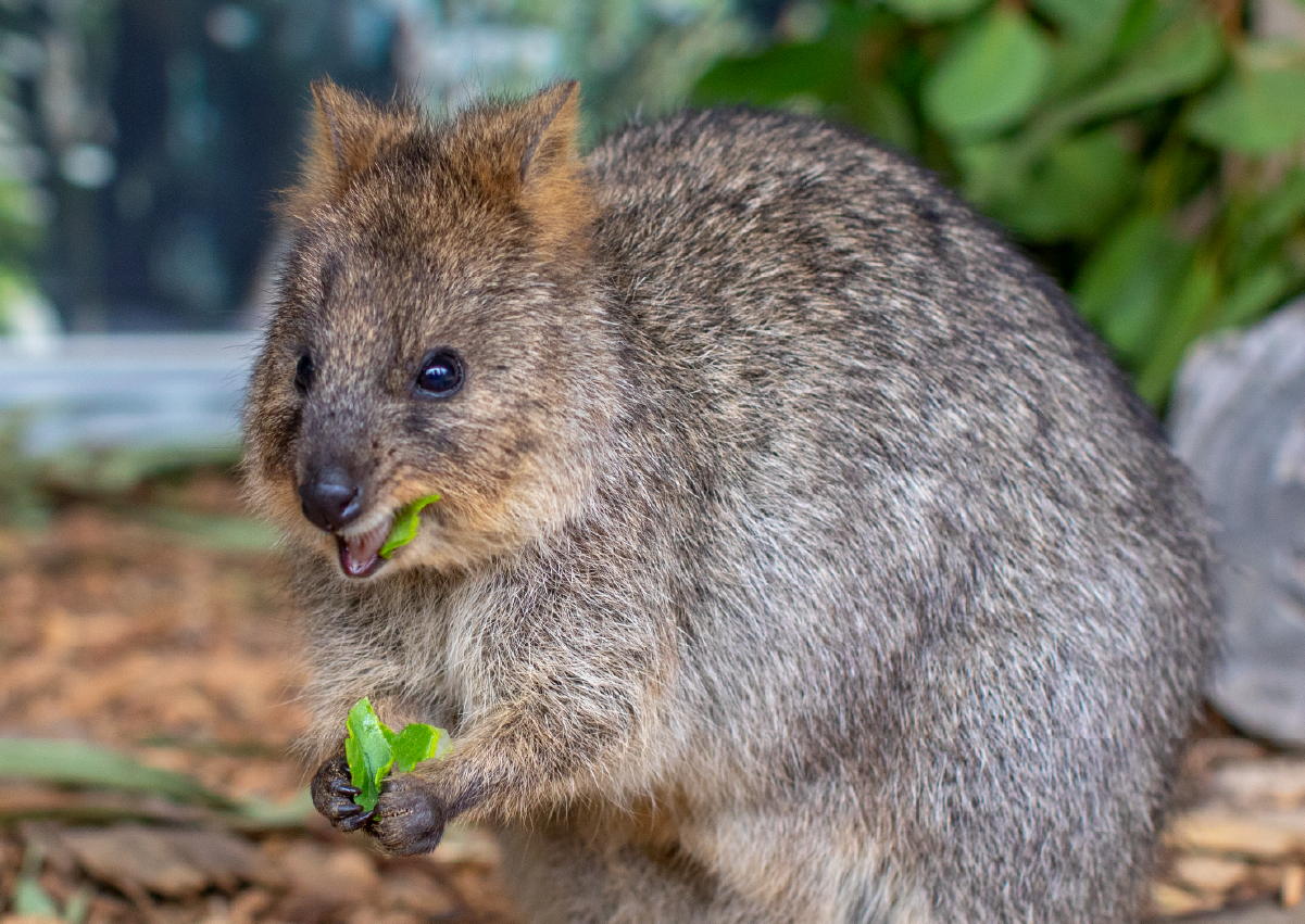 Quokka_Encounter_Image3
