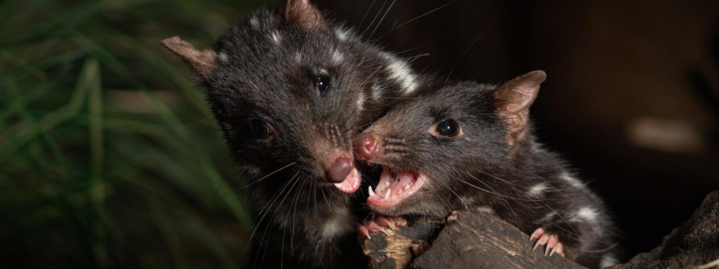 QuollBlog1-Header-Desktop