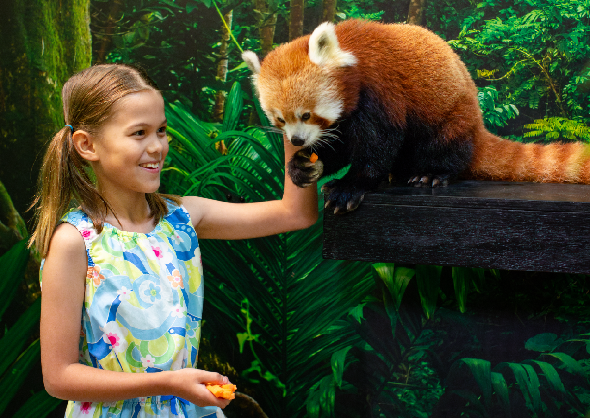 RedPanda_Encounter_Image1