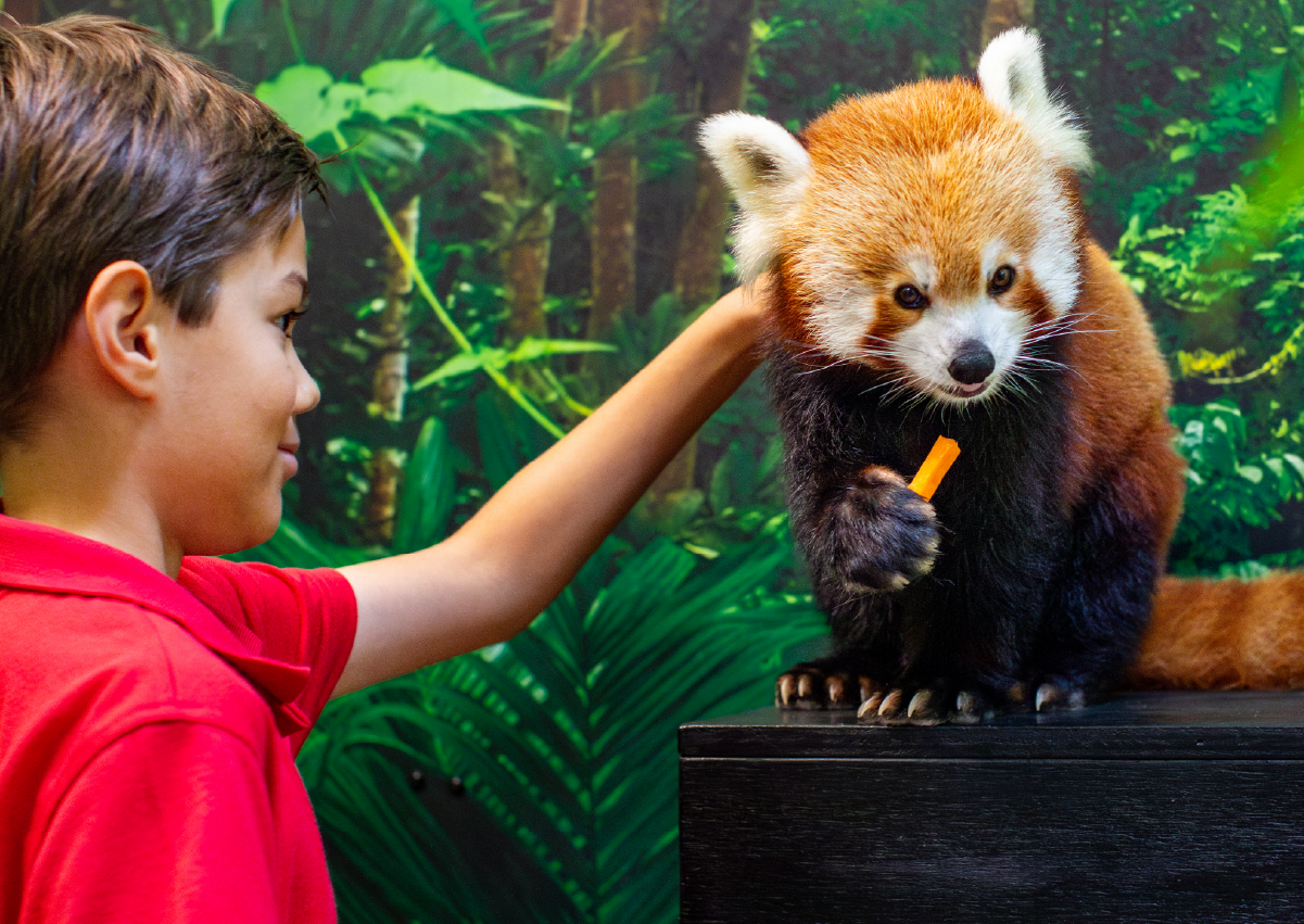 RedPanda_Encounter_Image2