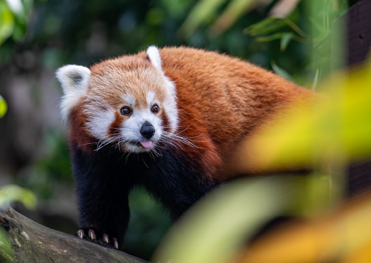 RedPanda_Encounter_Image3