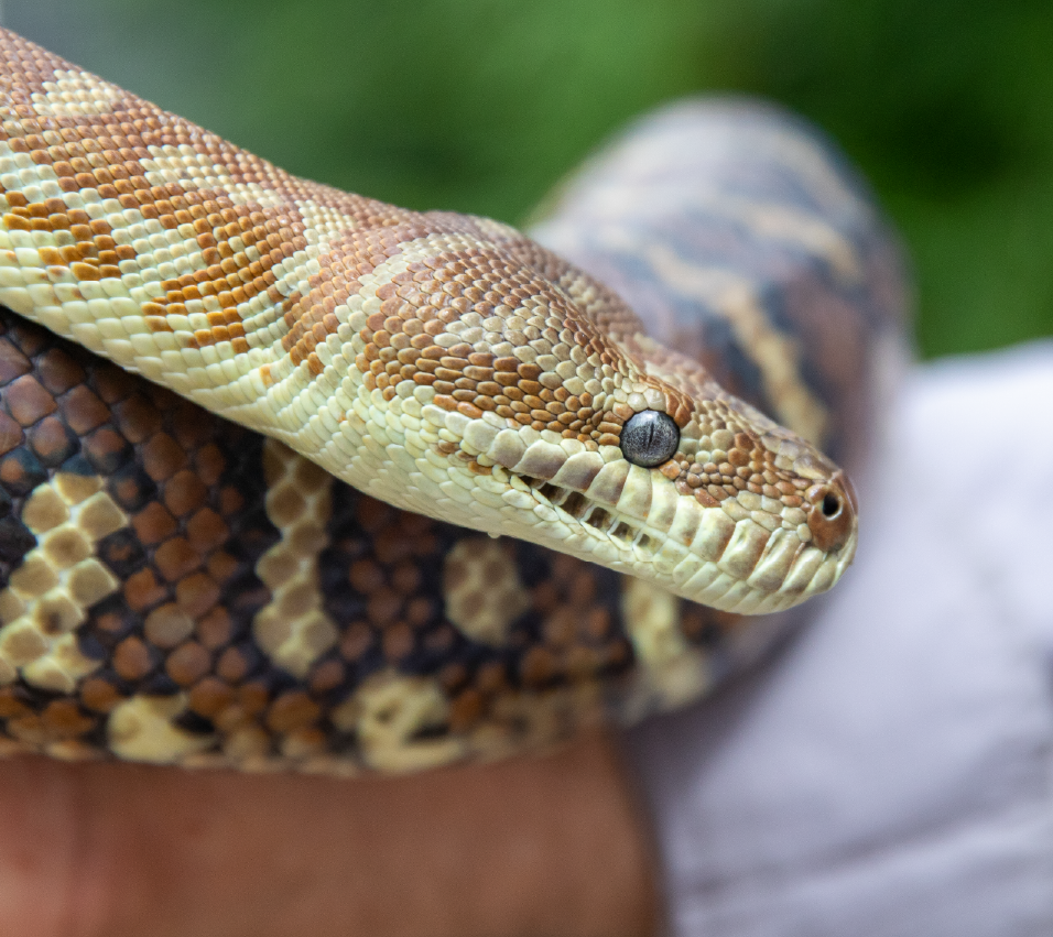 Reptile Encounter