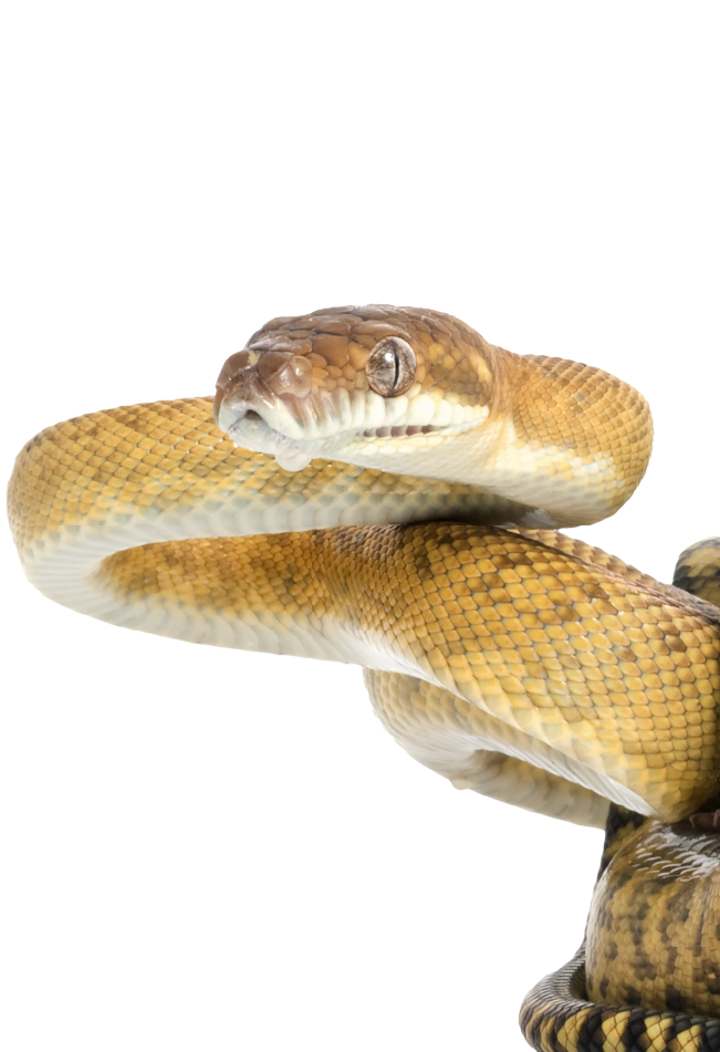 Reptile Encounter