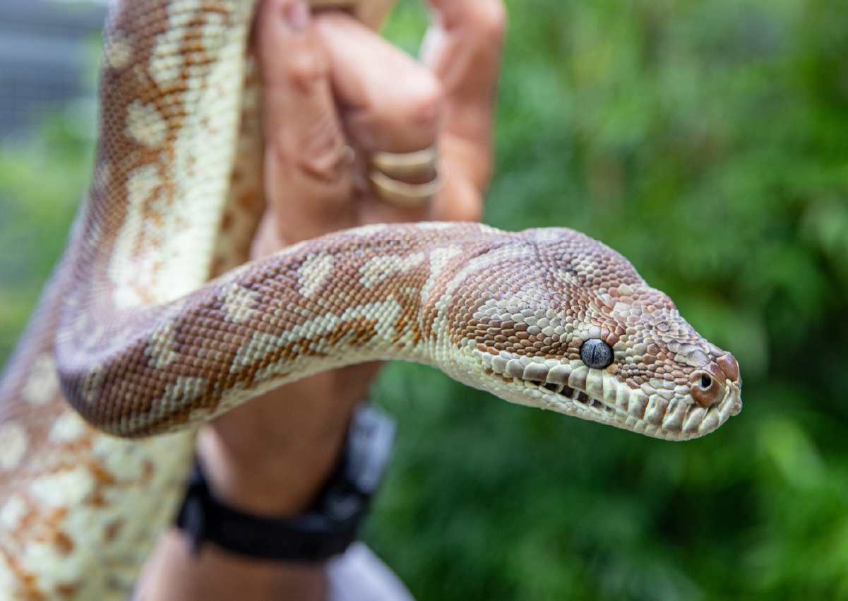 Reptile_Encounter_Image1