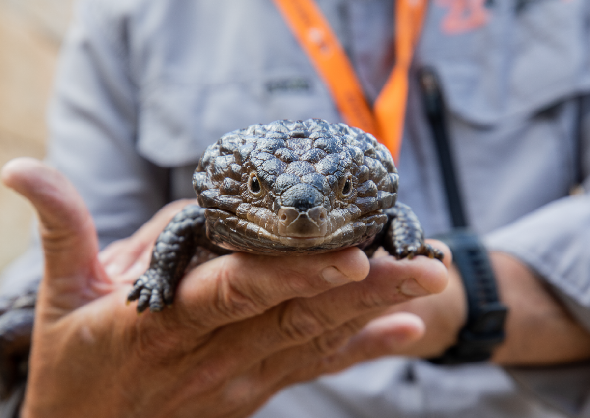 Reptile_Encounter_Image2