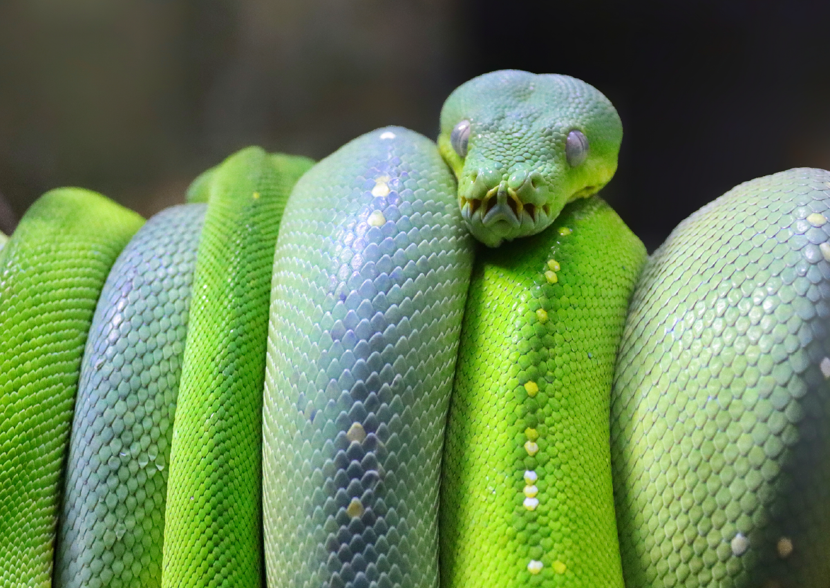 Reptile_Encounter_Image3