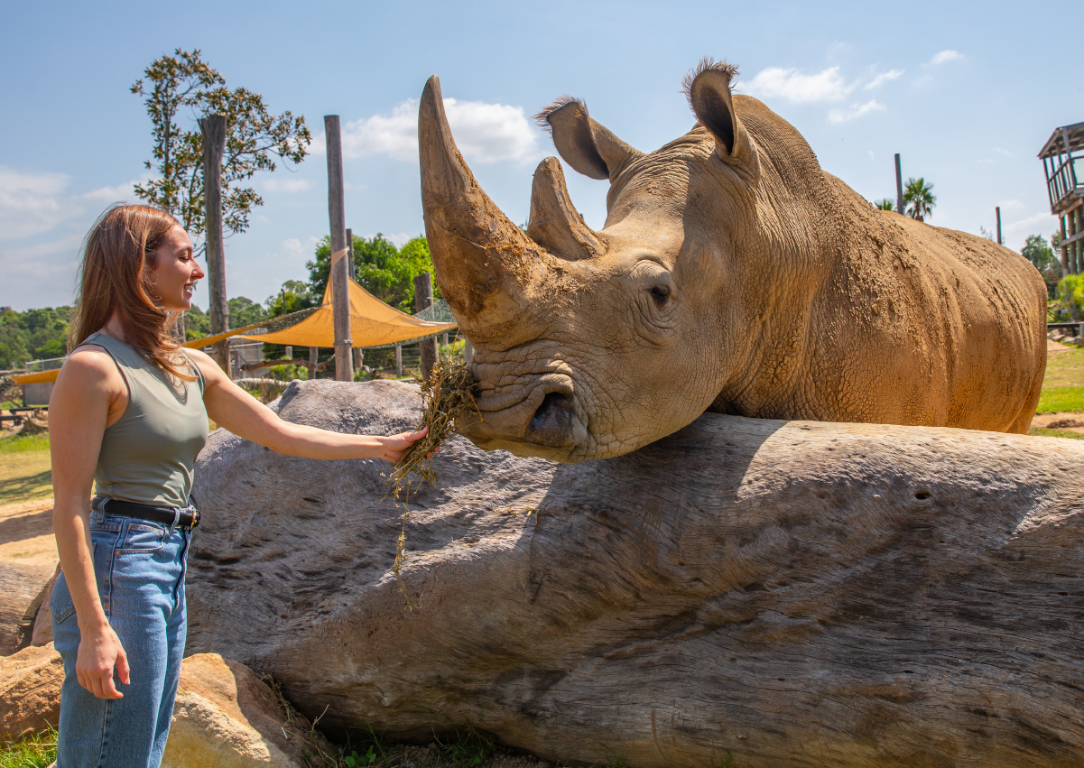 Rhino_Encounter_Image1