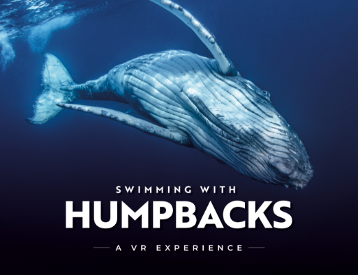 SWIMMING WITH HUMPBACKS - ENGLISH - EMAIL INSET IMAGE - 1300 x 1000 - GENERIC - 1