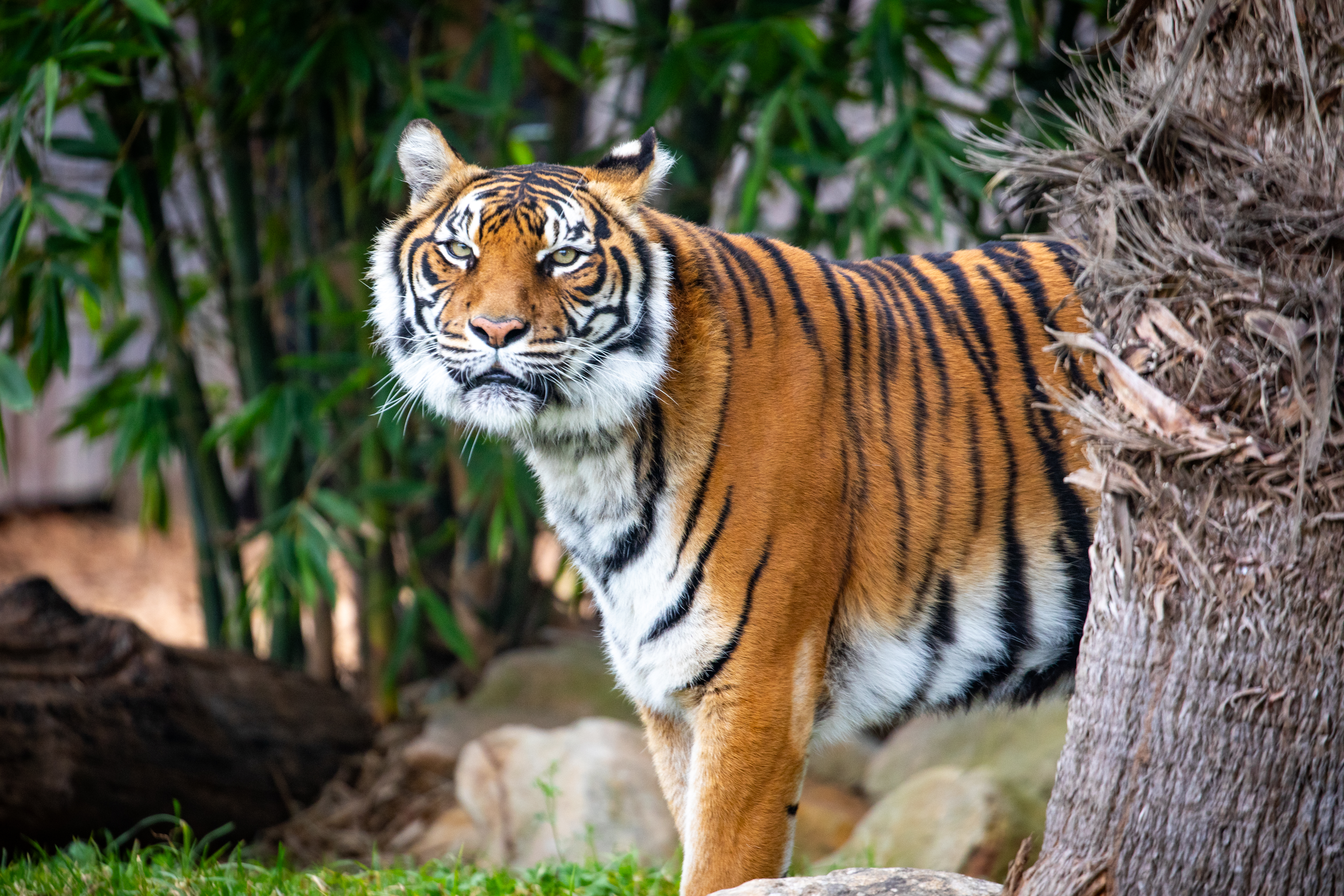 August is the perfect time to visit Sydney Zoo. 
