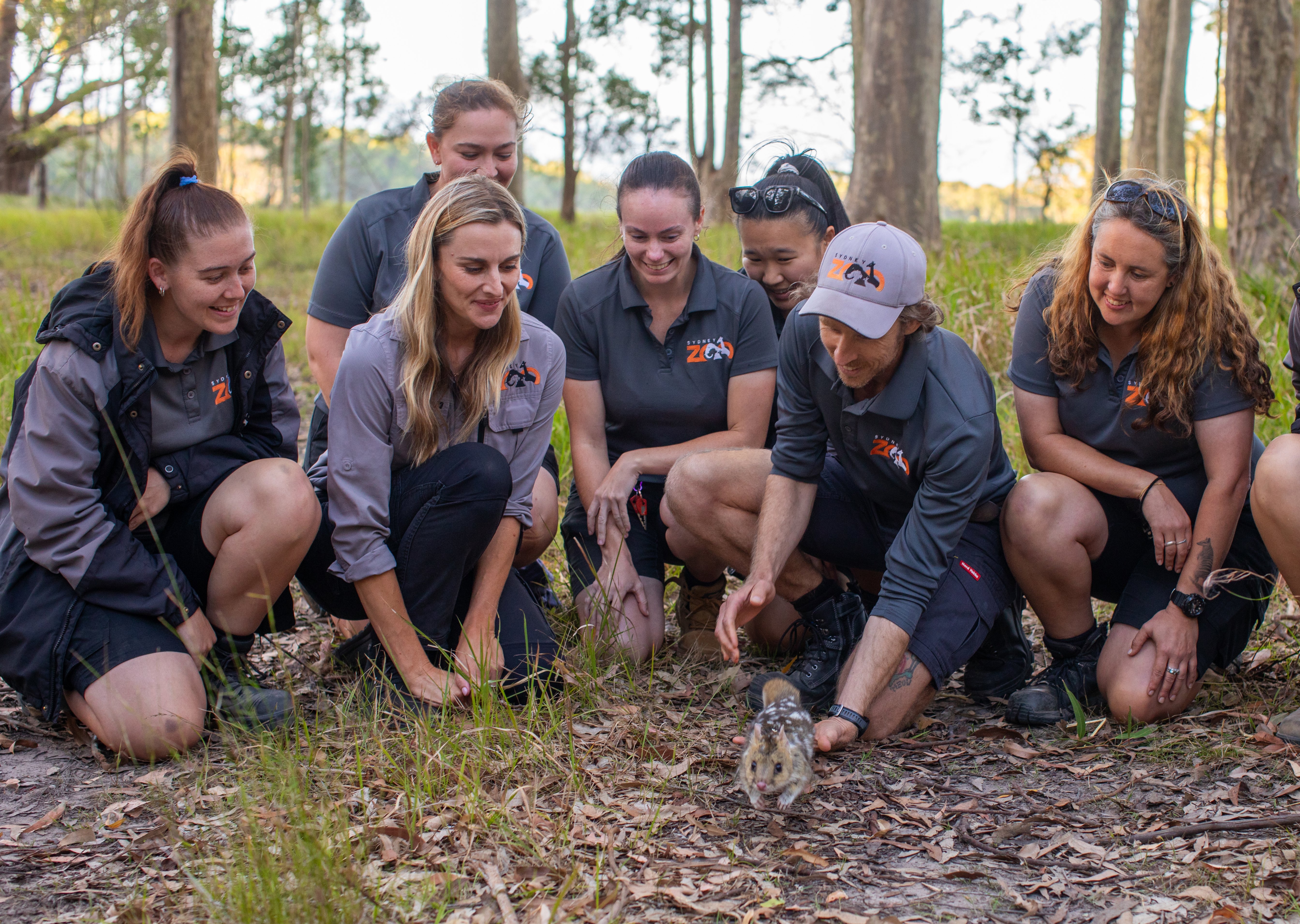 Sydney Zoo release quolls at Bannockburn Rewilding Sanctuary