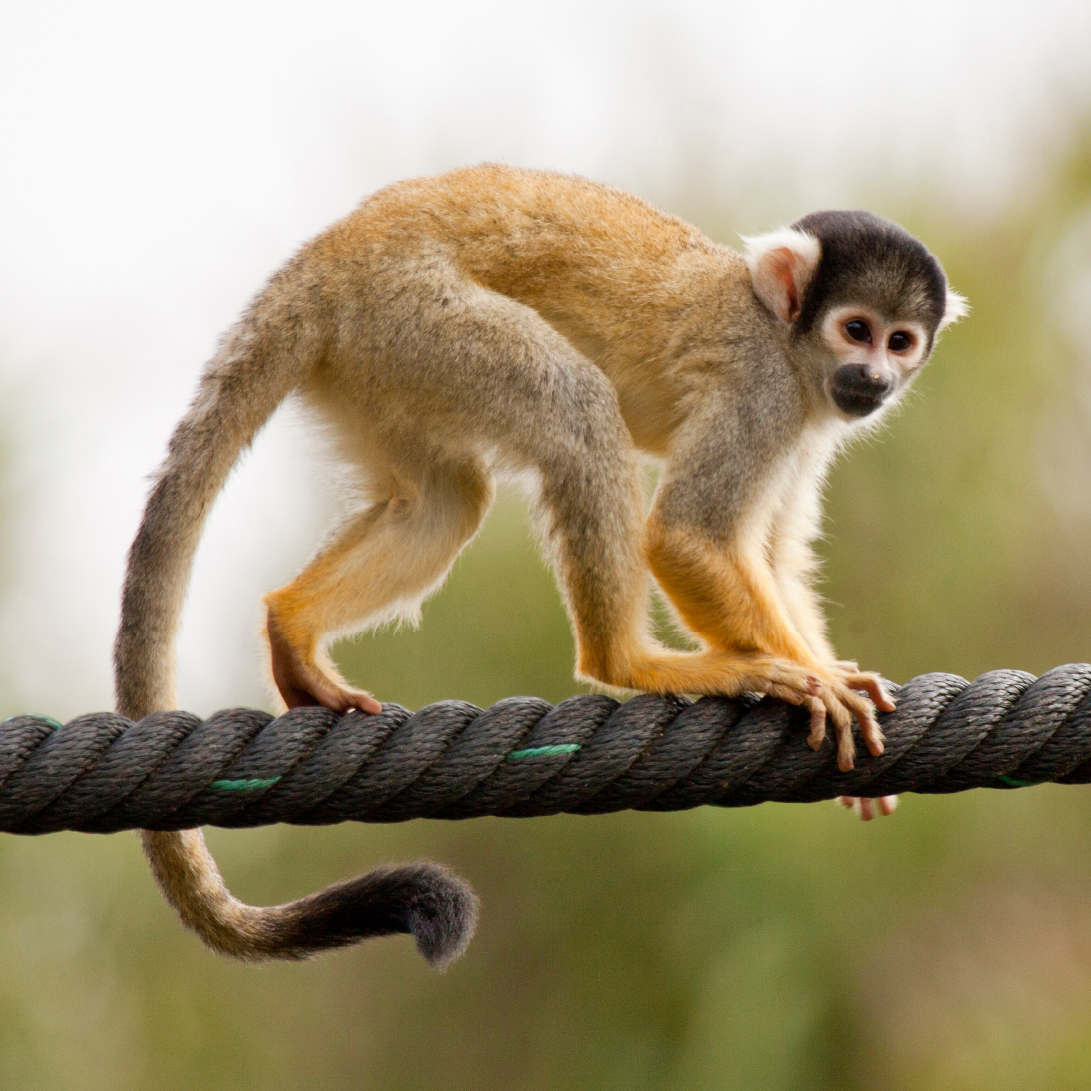 SquirrelMonkey