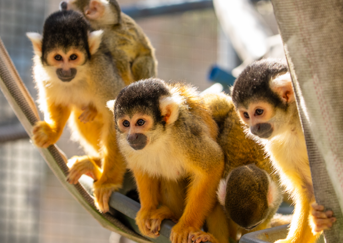 SquirrelMonkey_Encounter_Image2