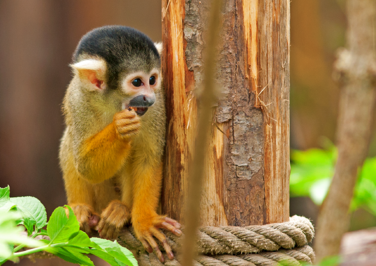 SquirrelMonkey_Encounter_Image3