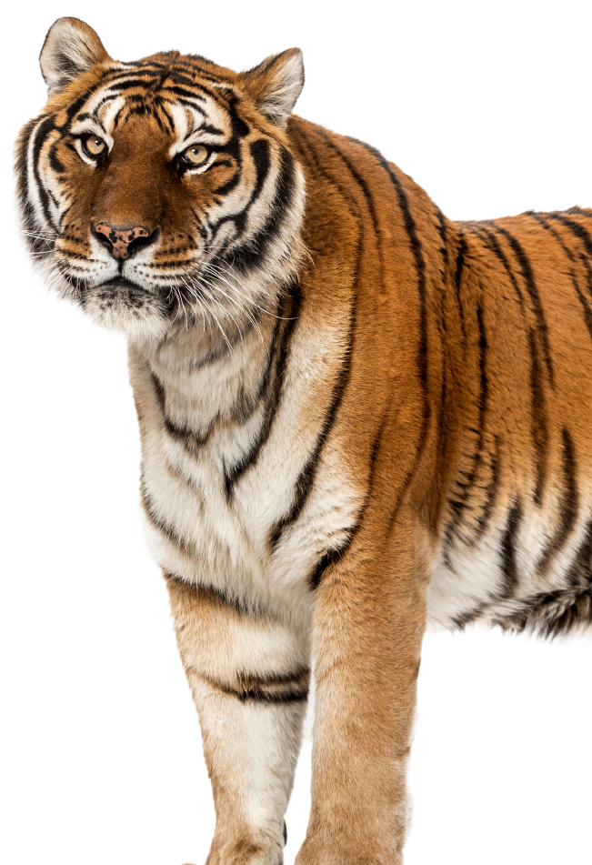 Tiger Encounter