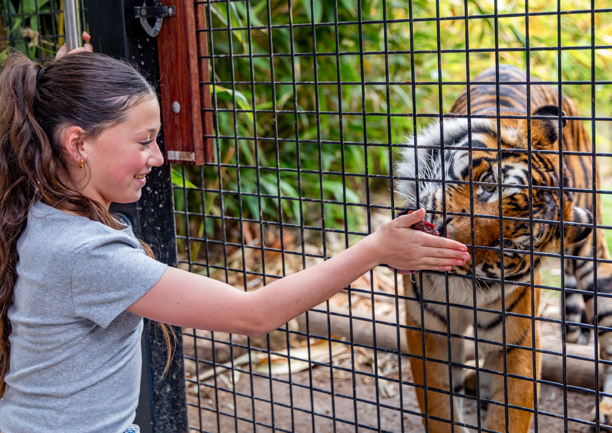 Tiger_Encounter_Image1