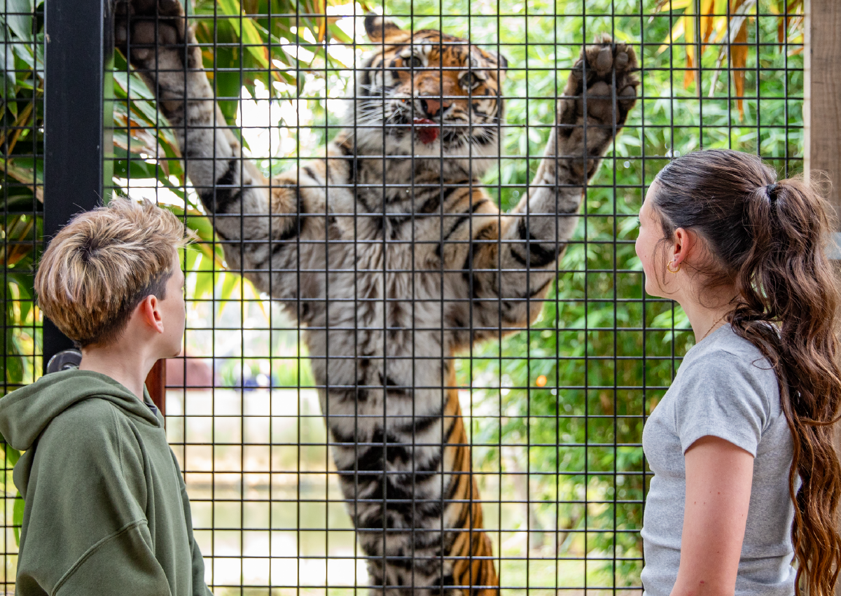Tiger_Encounter_Image2