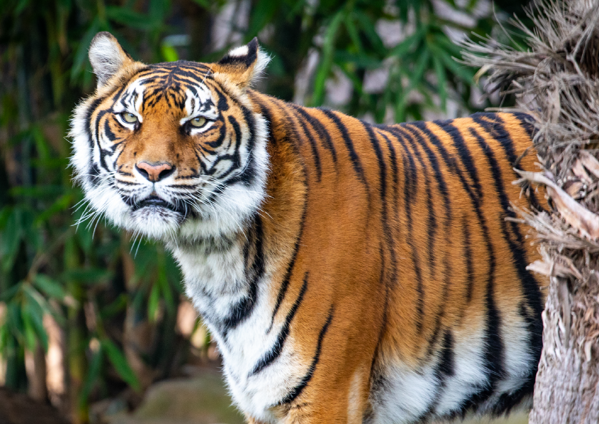Tiger_Encounter_Image3