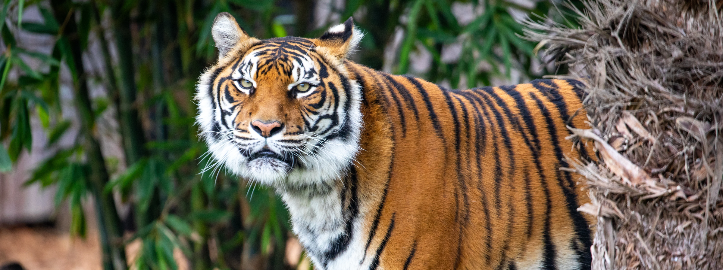 tiger