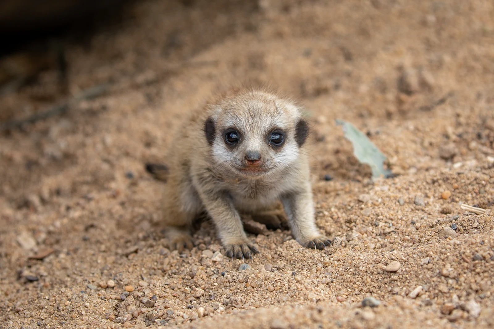 Sydney Zoo - Sydney Zoo Welcomes Five Meerkat Pups