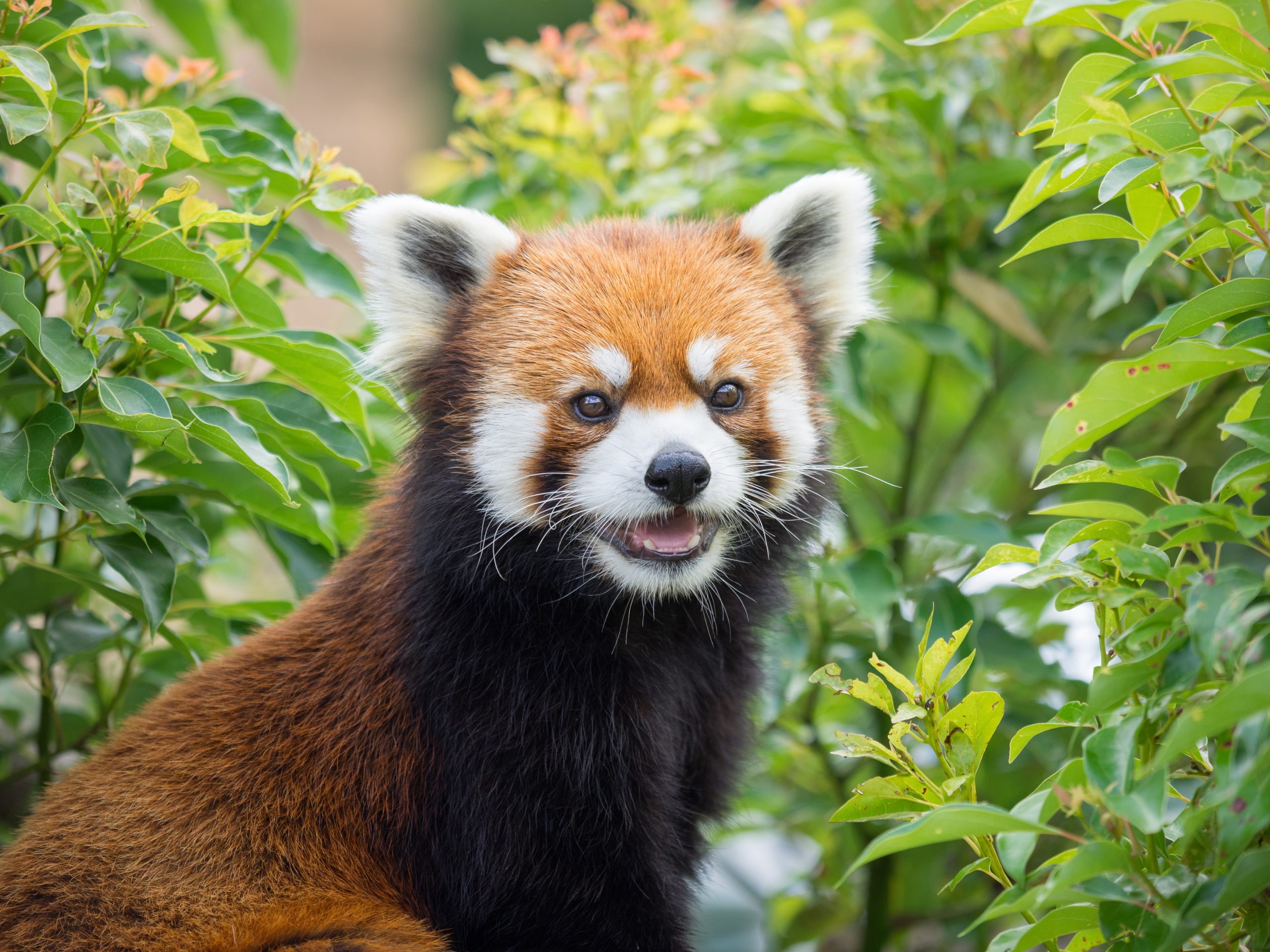 Sydney Zoo - Red Panda Encounter