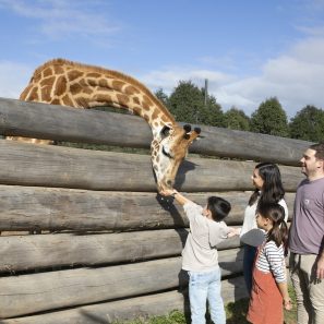 Family feeding Gitaffe