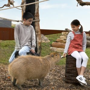 Kids feeding a Capybara