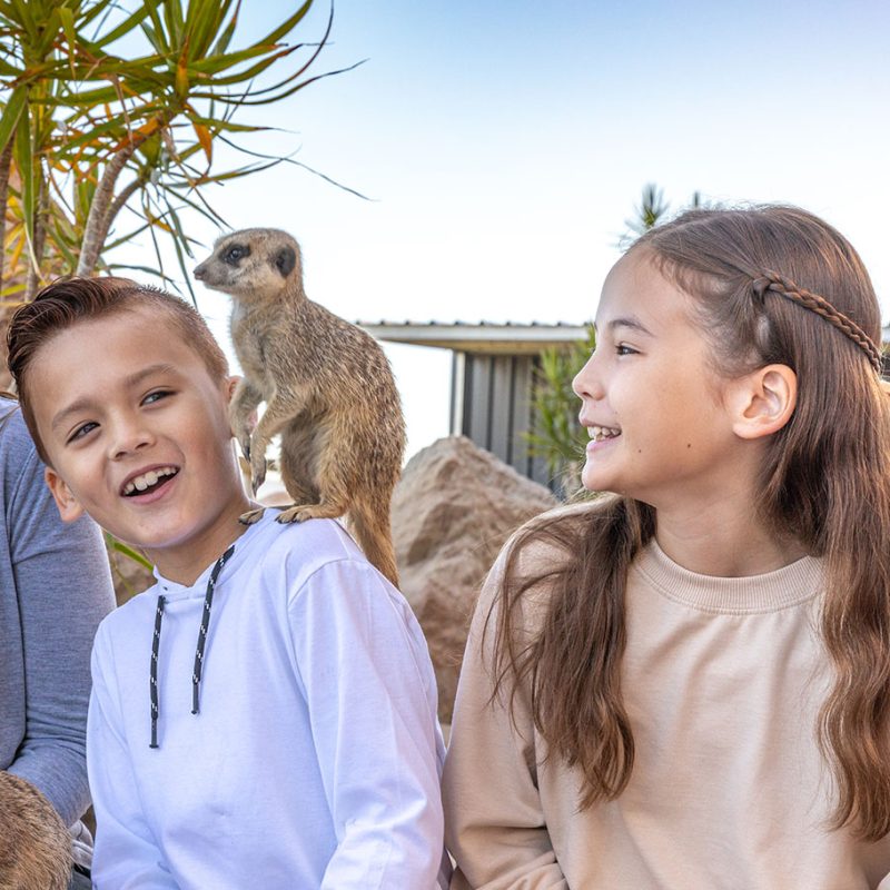 Young boy with a Meerkat on his shoulder