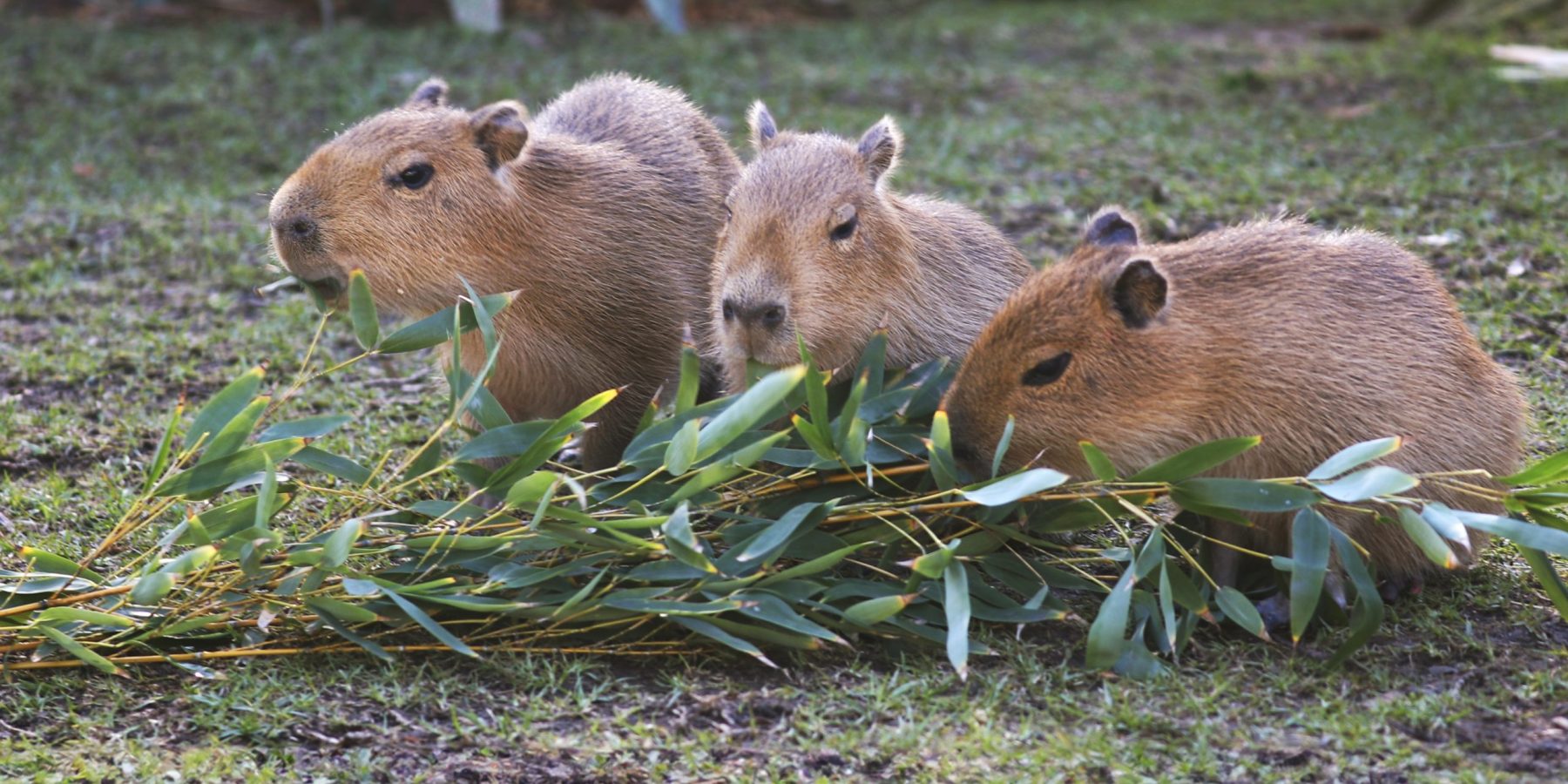 CapyTriplets