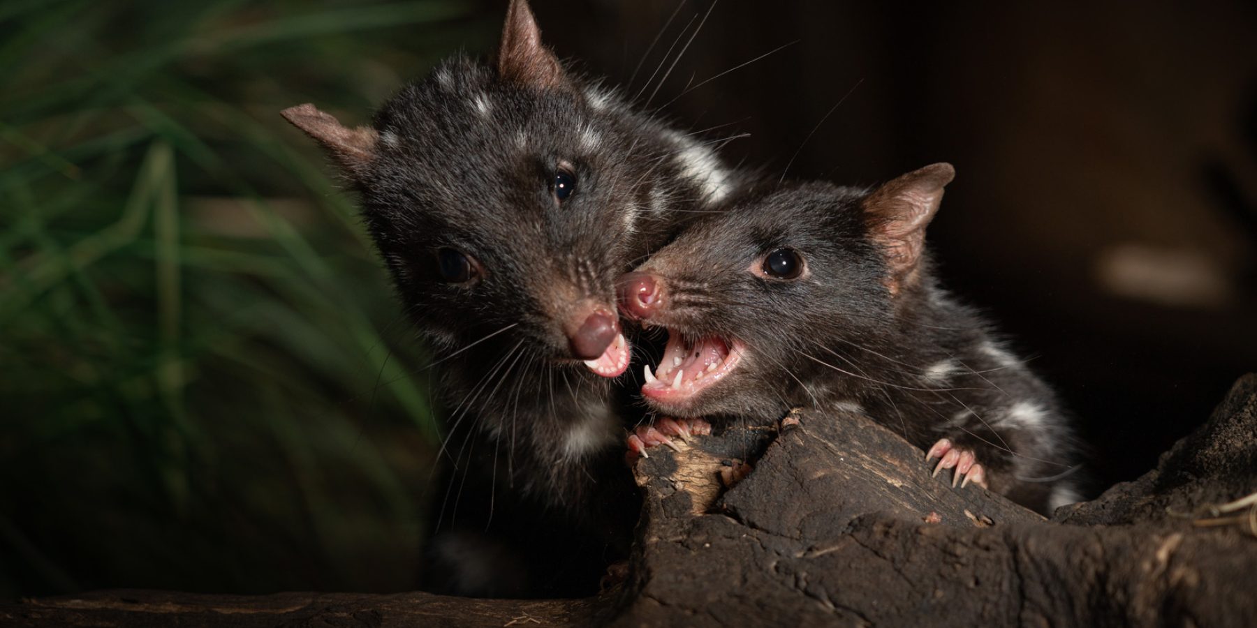 EasternQuoll