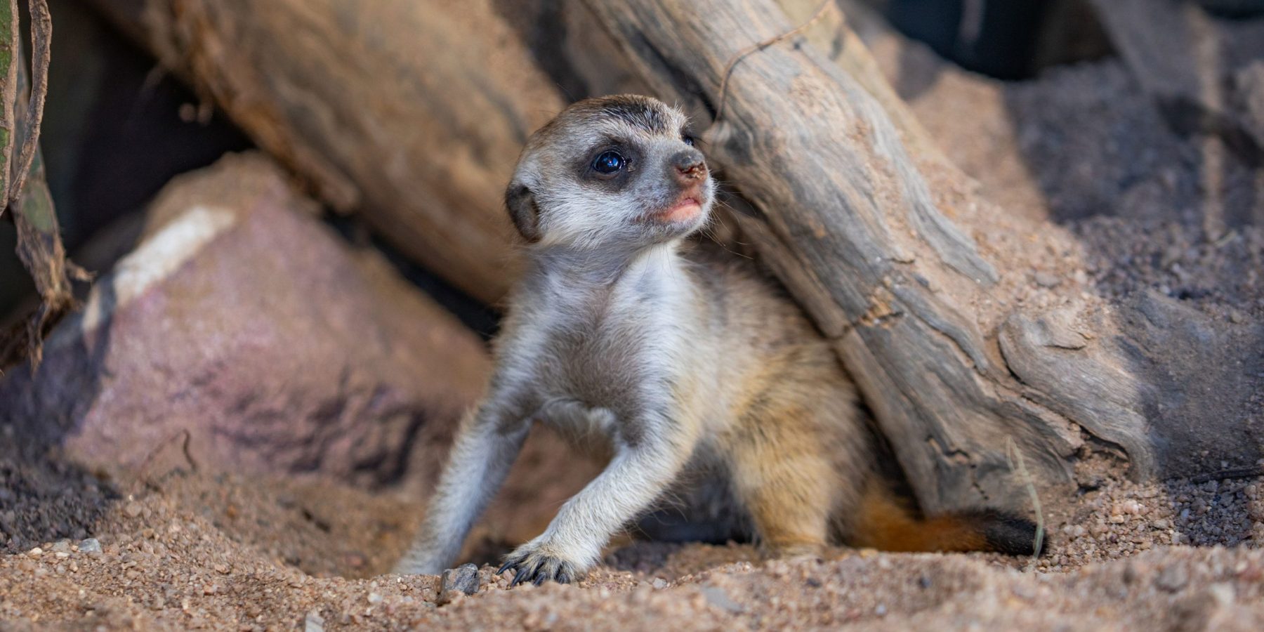 MeerkatPup