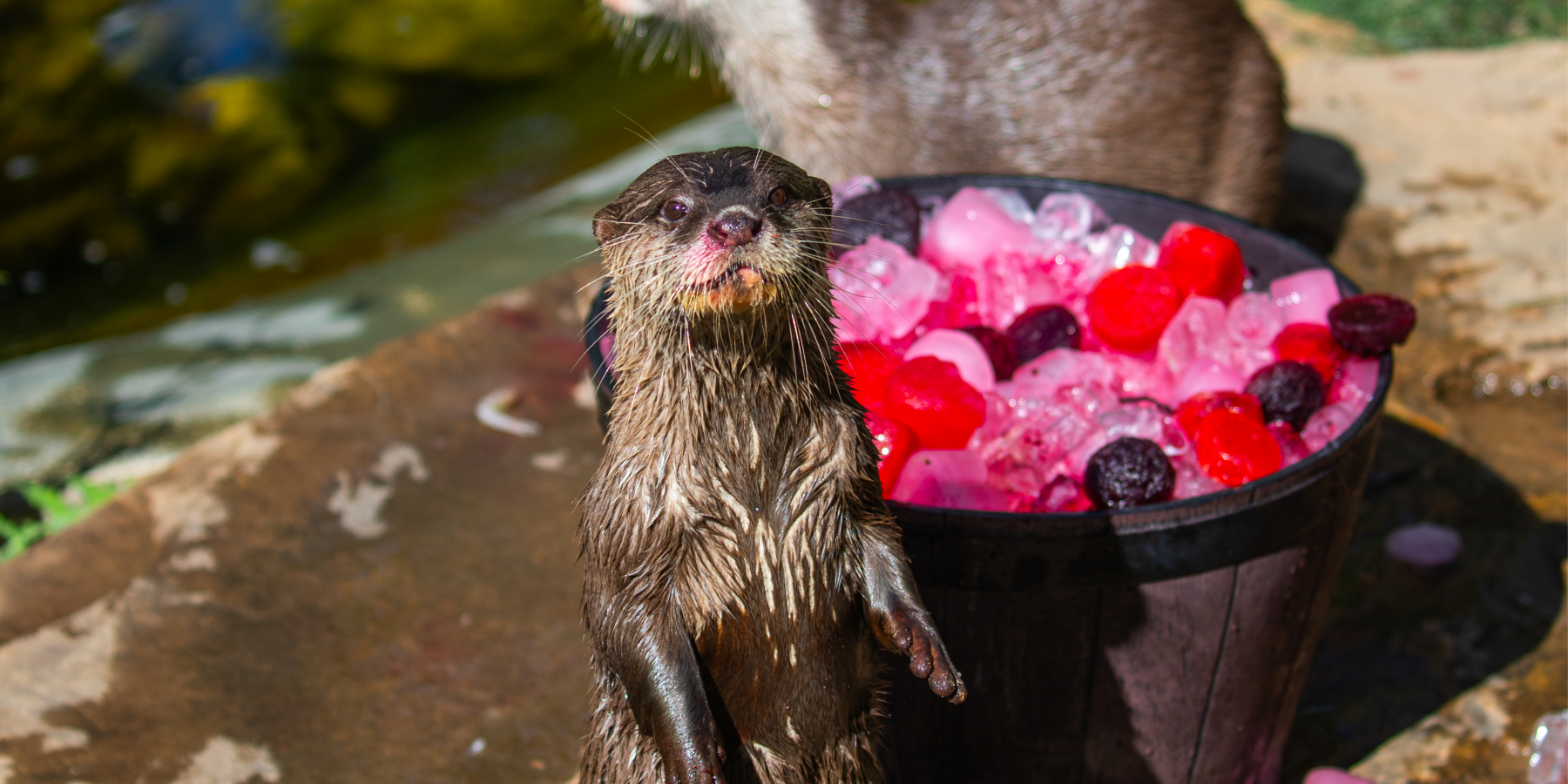 Sydney Zoo - Valentine's Day Otters 3