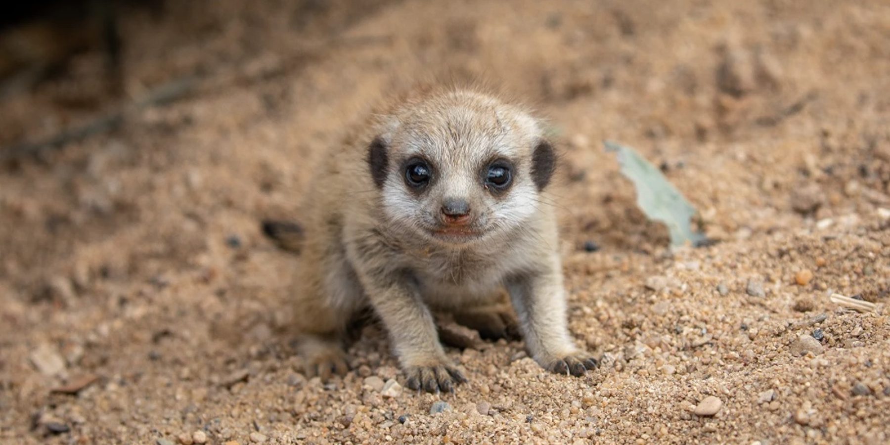 Meerkat Pup