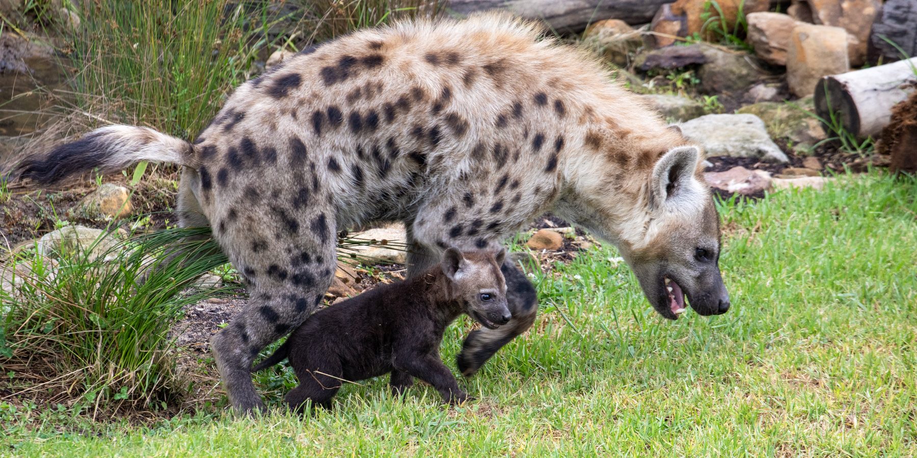 Sydney Zoo - Hyena Cub 7